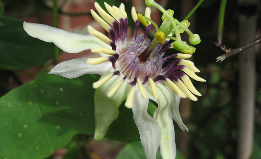 Passiflora Colinvauxii: The Story Behind The Discovery And Its Threatened Status