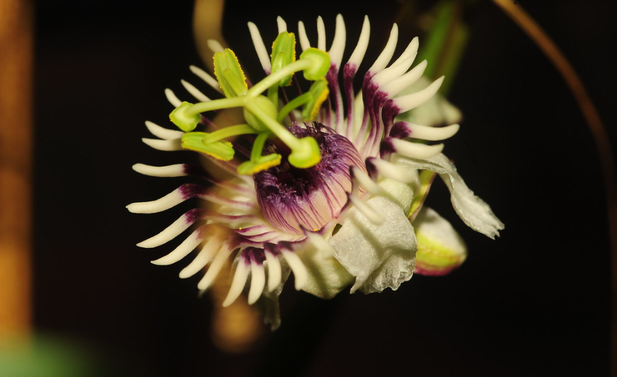 The Naming Of Passiflora Colinvauxii