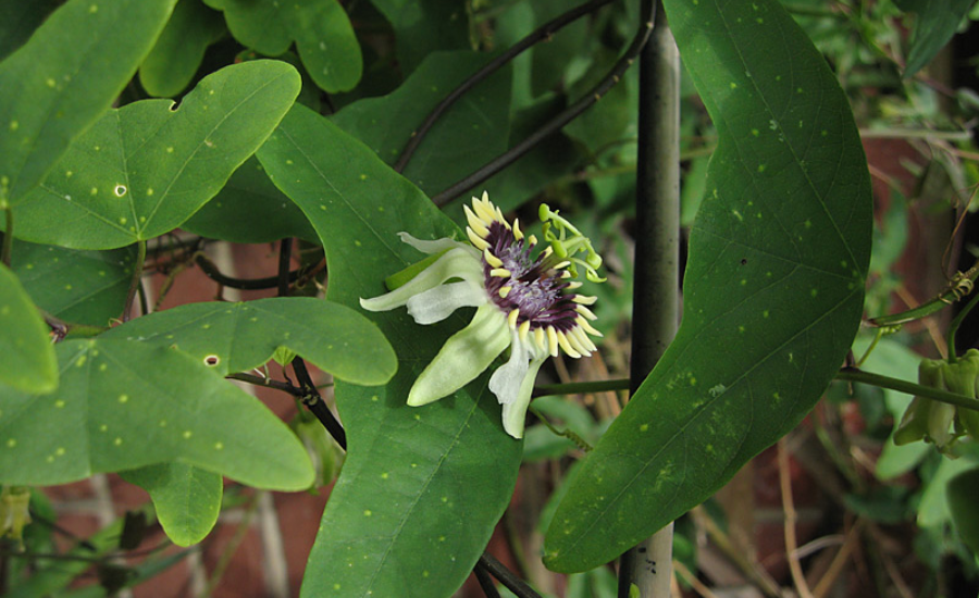 Passiflora Colinvauxii's Threatened Status