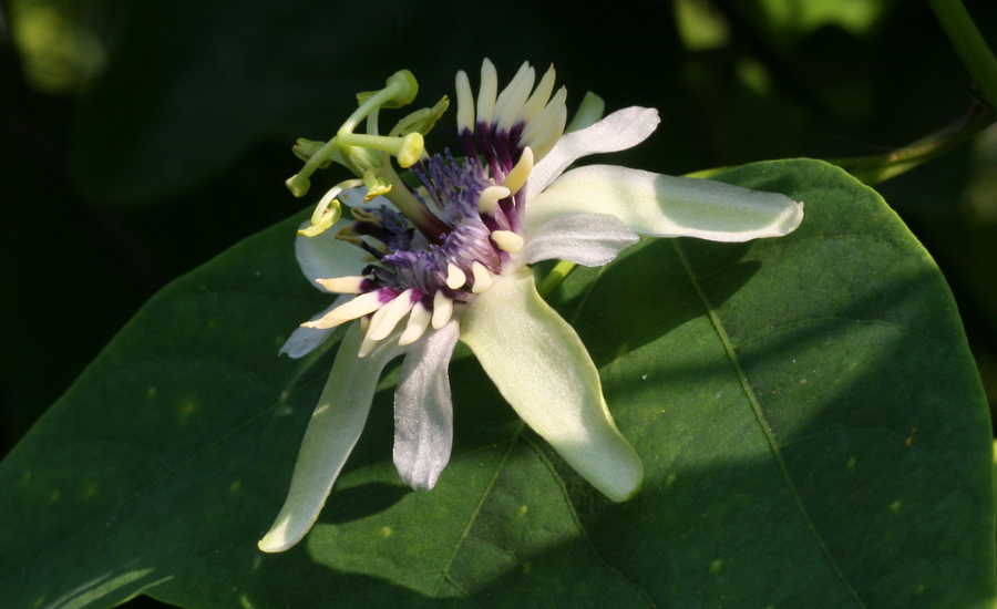 The Importance Of Conservation Efforts For Passiflora Colinvauxii